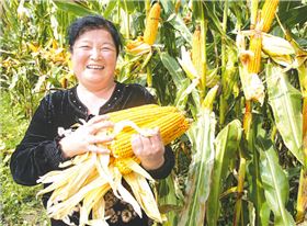 红四方玉米控失肥玉米丰收的保障