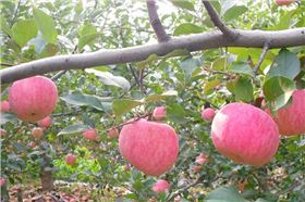 红四方硫酸钾复合肥成就白水苹果畅销品牌