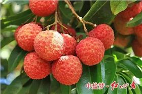 广西荔枝鲜嫩，少不了红四方硫酸钾复合肥