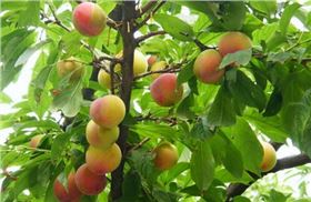 李子膨大期该如何施用水溶性复合肥料