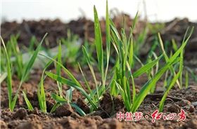 人气王小麦肥