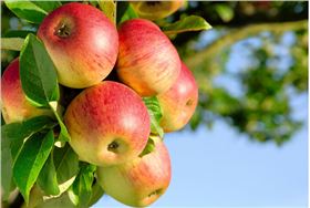 苹果树基肥如何选择？