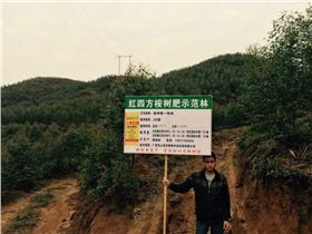 红四方桉树专用肥示范林