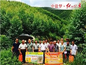 红四方桉树控失肥现场，桉树茂盛.