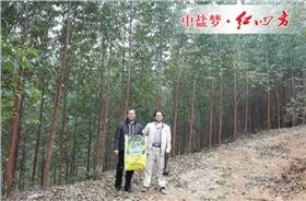 叶经理与同行的韦老板一同在桉树林里合照，还特意加上红四方桉树控失肥料包装袋一起。