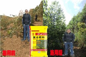 桉树专用肥施用前后对比图