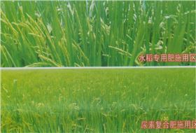 红四方水稻专用肥与普通肥料施肥对比