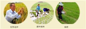 水稻高产的几大措施
