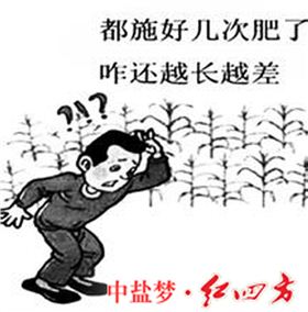 玉米高产如何施肥？