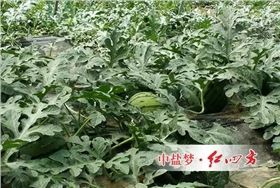 西瓜施用什么硫酸钾复合肥好？
