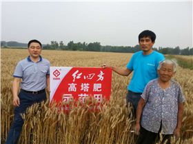 红四方小麦高塔肥示范园