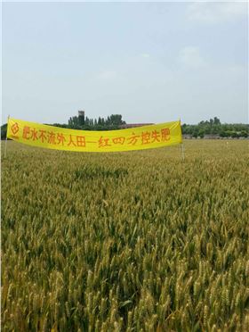 施用小麦控失肥，19日河南遂平100多网点及种植大户带到观摩会现场，大家发现与周边地块的小麦相比，使用控失肥的小麦明显杆壮叶青穗大，没有发生条锈病、赤霉病和全蚀病（据了解，今年全国多地产生爆发性赤霉病）。
