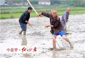 用肥高峰期，复合肥批发