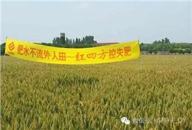 河南遂平小麦控失肥肥效展示