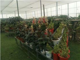 营养土培植的花卉