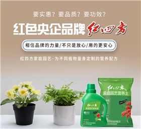 水培植物光靠水就能活？应该怎么添加营养？