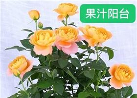 比玫瑰还好看的果汁阳台,必须要入手