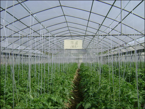 红四方农化服务:大棚西红柿施肥技术