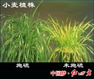 小麦缺硫表现为植物直立,分蘖少,茎瘦,幼叶呈均匀的叶脉间失绿,老叶