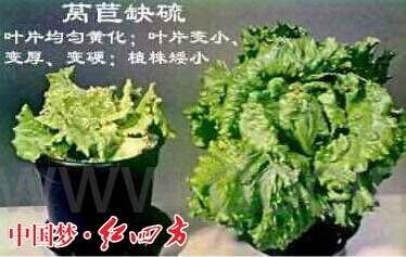 作物缺硫怎么办?