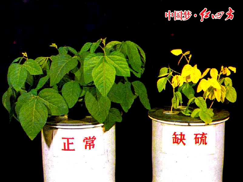 作物缺硫怎么办 红四方复合肥 红四方复合肥