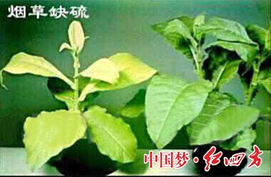 作物缺硫怎么办 红四方复合肥 红四方复合肥