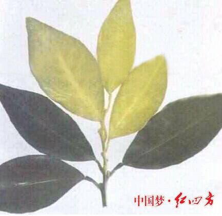 作物缺硫怎么办 红四方复合肥 红四方复合肥