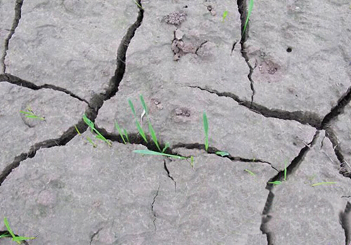 大棚土壤盐碱化怎么办?