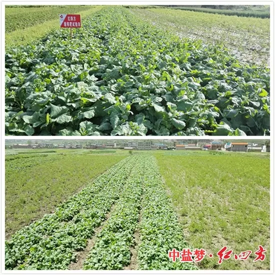 油菜施用红四方缓释肥对比试验图