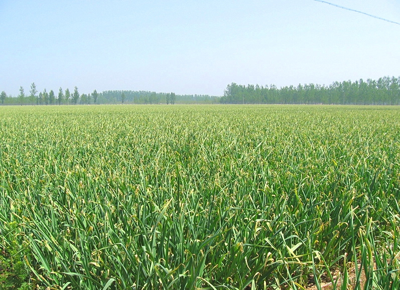 大蒜之乡的明智之举--与红四方合作定制肥料!