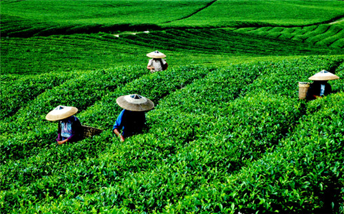茶叶能用含氯复合肥吗？