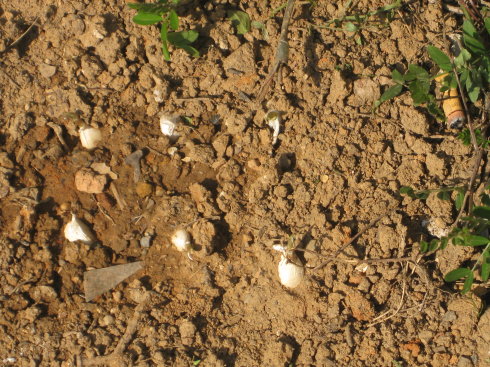 2015年种大蒜划算吗?又该如何种植呢?