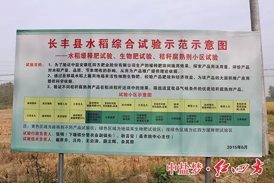 缓释肥地块的水稻后来居上，无论从根系、茎秆还是穗头，都要更胜一筹