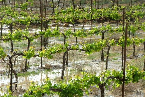 【葡萄种植技术】影响葡萄生长的因素有哪些?