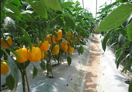 南方大棚蔬菜冬季种植技术!--大棚温度对作物生