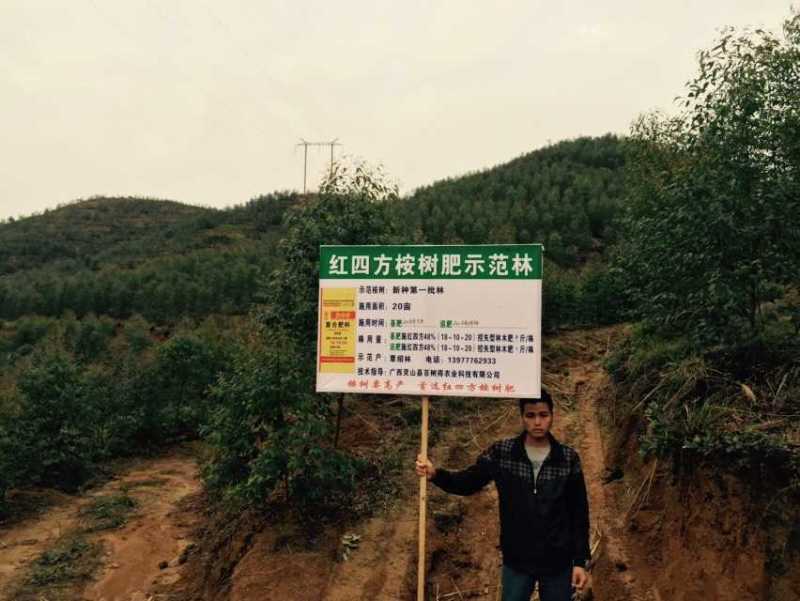 红四方桉树专用肥示范林