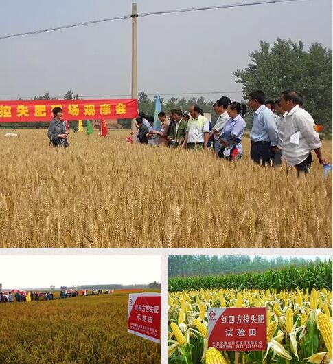 红四方控失肥观摩现场 红四方控失肥观摩现场