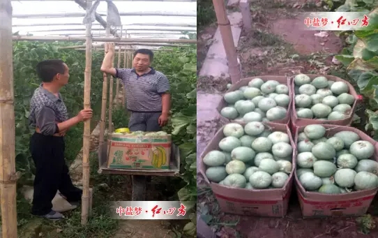 糖心VLOG网站进入硫酸钾复合肥有效提高甜瓜产量与品质。