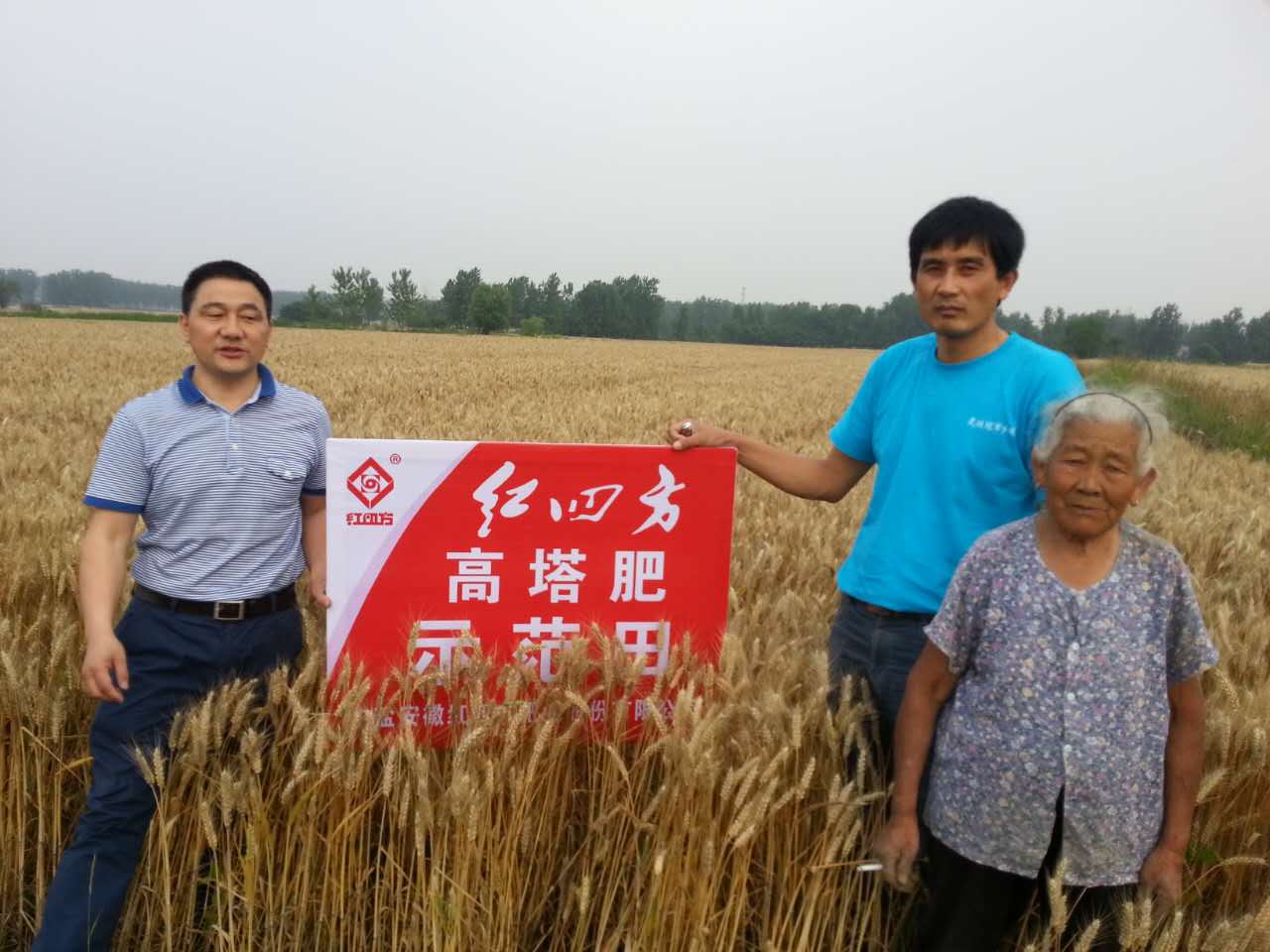 红四方小麦高塔肥示范园