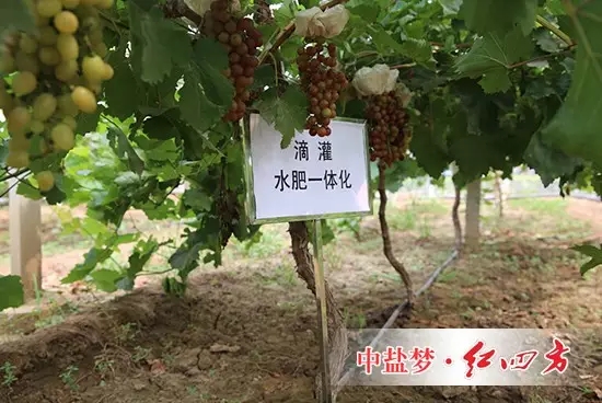 使用红四方养地水溶肥效果:根茎粗壮,叶片浓绿,叶片厚,葡萄颗粒大,病虫害少,提前15天上市。 使用红四方养地水溶肥效果:根茎粗壮,叶片浓绿,叶片厚,葡萄颗粒大,病虫害少,提前15天上市。