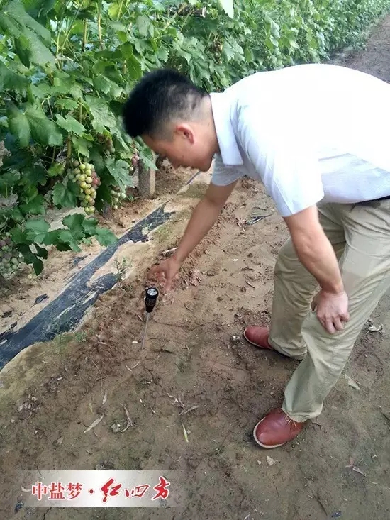 这片地的酸度平均在6.8,是种植红提最好的土壤酸碱度范围,说明红四方水溶肥在充分发挥肥料供应的同时,已经改善了果园的土壤结构与酸碱度。 这片地的酸度平均在6.8,是种植红提最好的土壤酸碱度范围,说明红四方水溶肥在充分发挥肥料供应的同时,已经改善了果园的土壤结构与酸碱度。