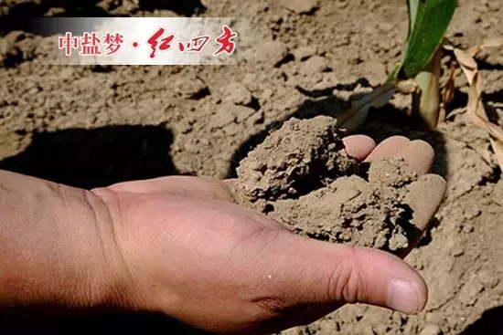 土壤板结,是指土壤表层因缺乏有机质、肥料养分,结构不良,在灌水或降雨等外因作用下结构破坏、土料分散,而干燥后受内聚力作用使土面变硬。 土壤板桔形成主要有以下成因: 1、土壤的酸碱性过大或过小,如下酸雨。 2、塑料制品,如塑料地膜等没有及时清理,在土壤中无法完全被分解。 3、长期单一地施用化肥,腐殖质不能得到及时地补充,同样也会引起土壤板结,还可能龟裂: (1)向土壤中过量施入氮肥后,微生物的氮素供应增加1份,相应消耗的碳素就增加25份,所消耗的碳素来源于土壤有机质,有机质含量低,影响微生物的活性,从而