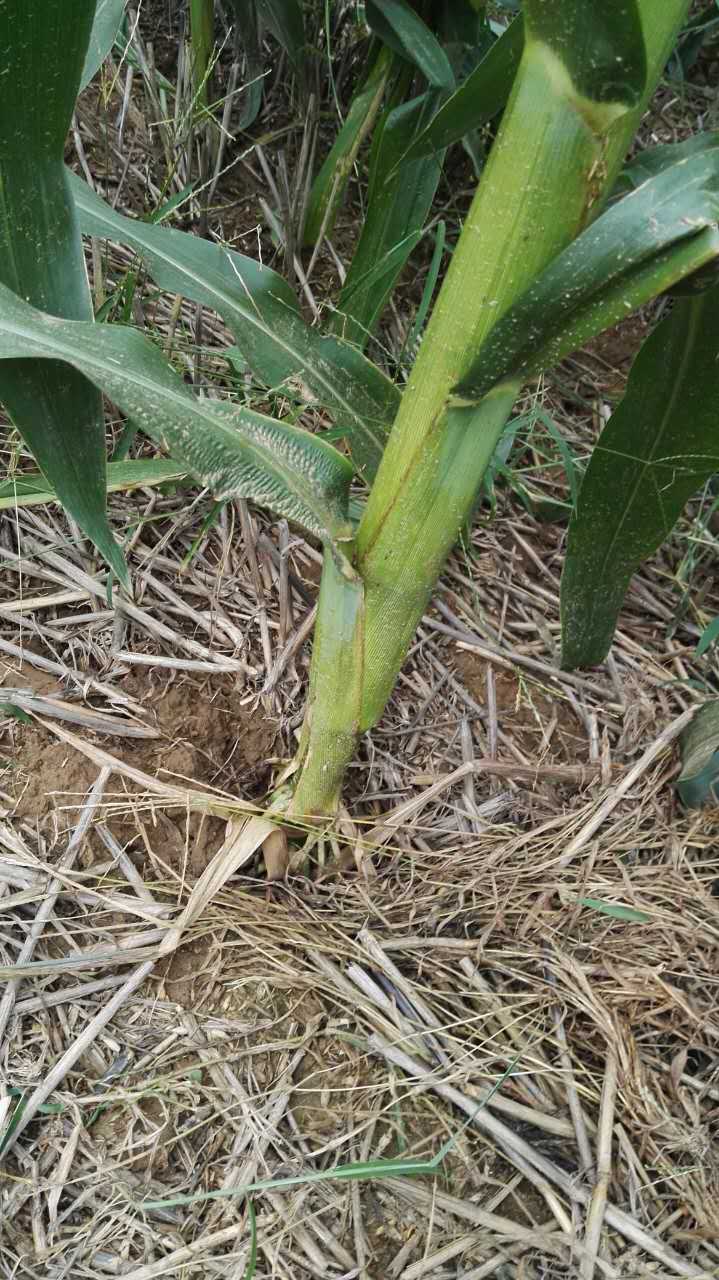 玉米生长良好，根系扎得深