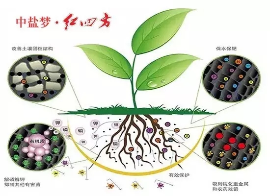 红四方微生物菌剂