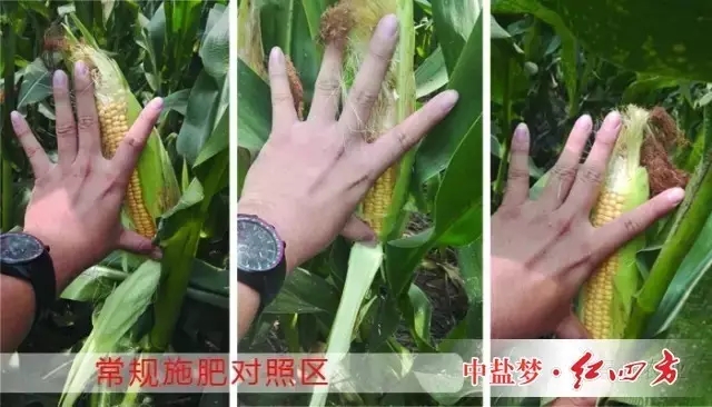 常规肥料对比