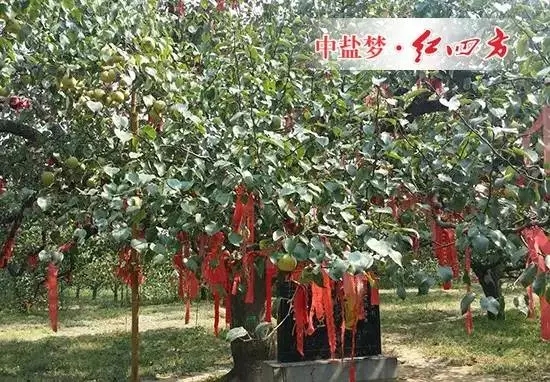 黄河故道示范区农业综合服务中心打造的“数字果园”梨树王示范点成为最亮的一颗“明星”。 黄河故道示范区农业综合服务中心打造的“数字果园”梨树王示范点成为最亮的一颗“明星”。