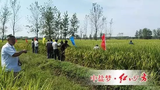 你们看，这使用红四方控失肥的水稻结出的穗子又多又大，籽粒还真不轻，这使用其他品牌肥料的水稻明显发育不足啊