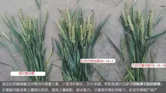 作物缺素表现